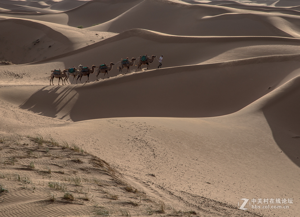 沙漠驼队