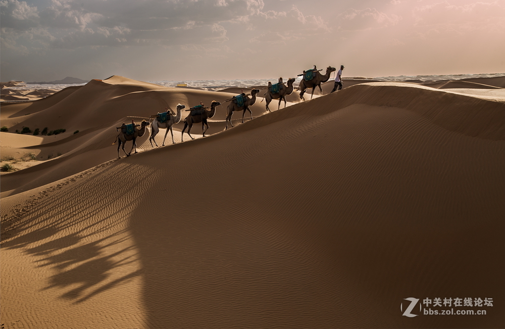 沙漠驼队