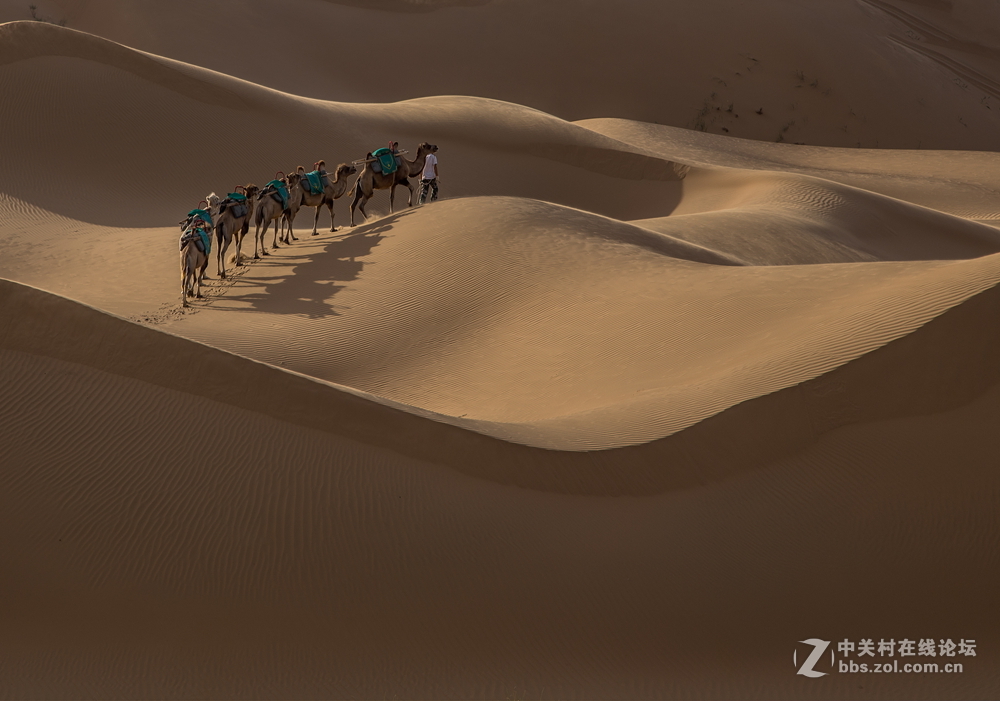 沙漠驼队