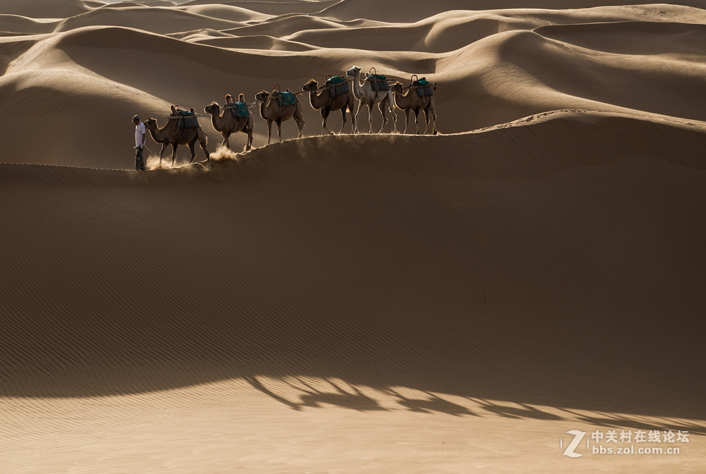 沙漠驼队