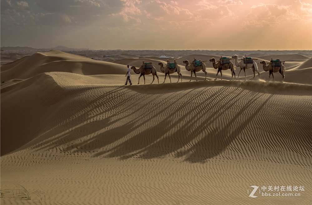 沙漠驼队