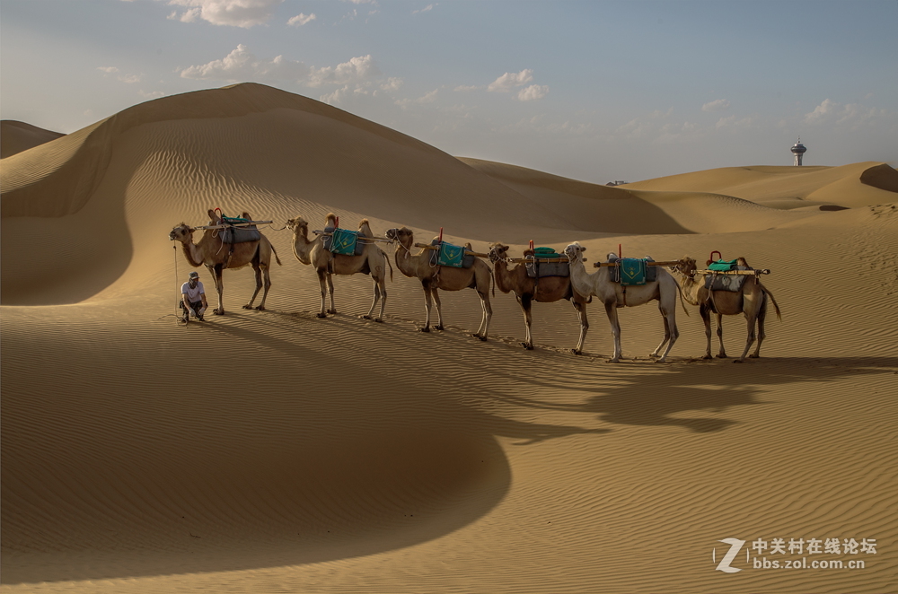 沙漠驼队