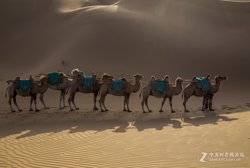 沙漠驼队