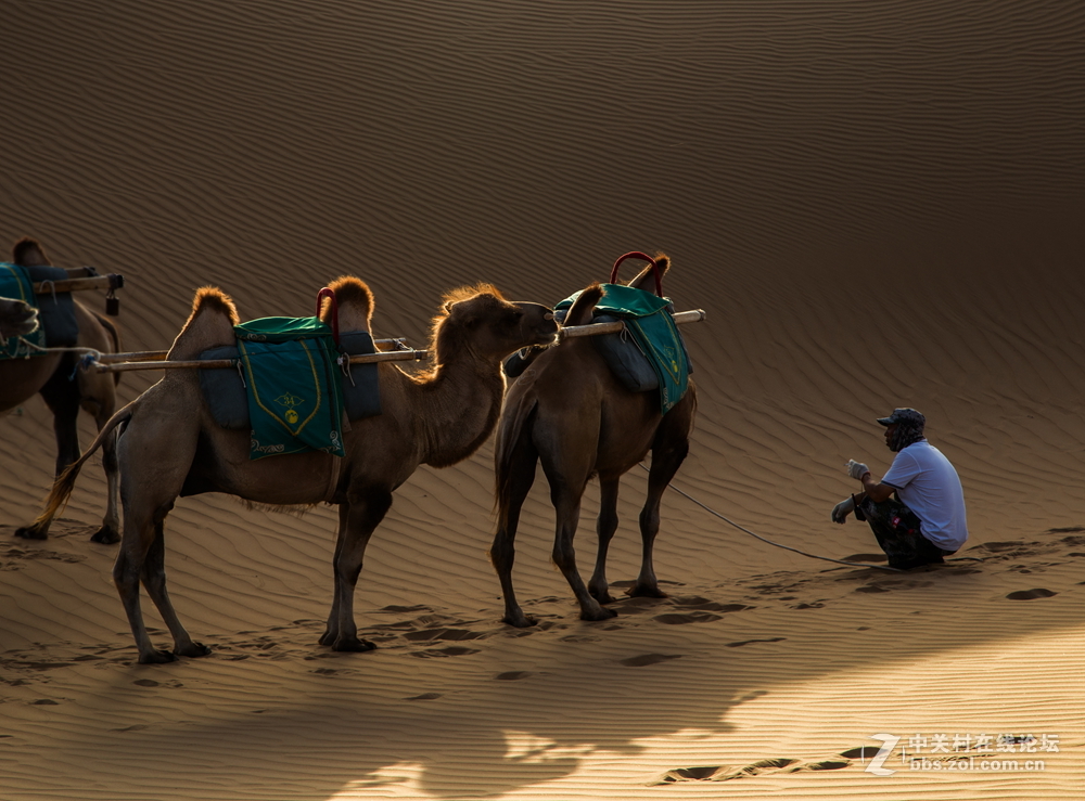 沙漠驼队
