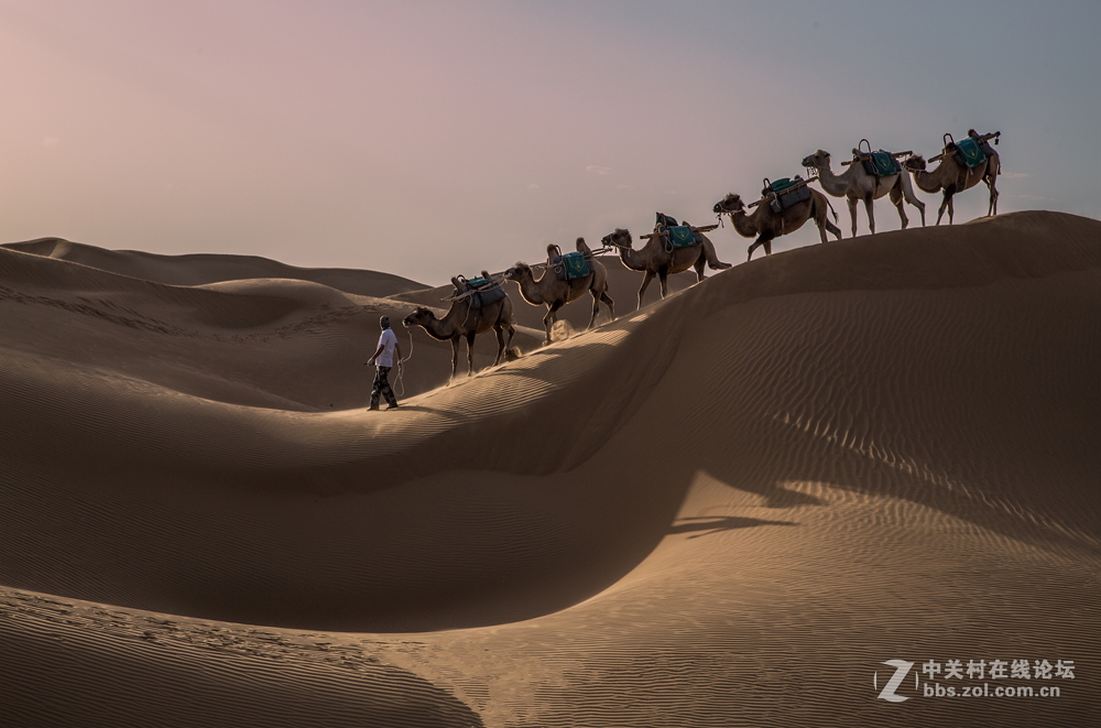 沙漠驼队