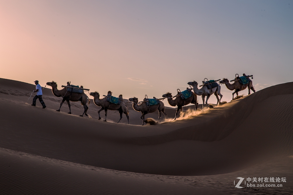 沙漠驼队