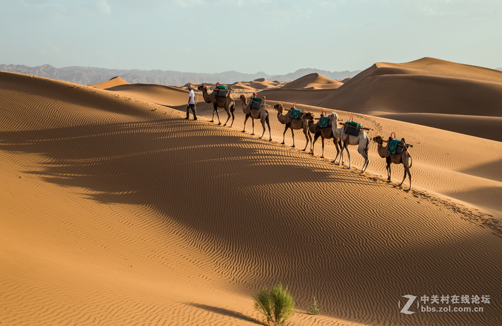 沙漠驼队