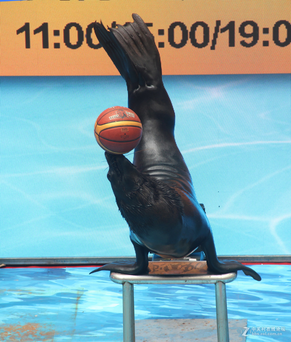 万达广场萌萌海狮杂技秀3