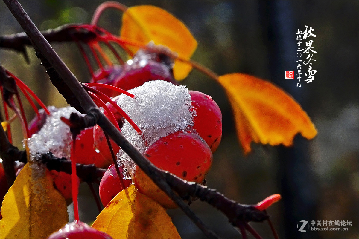 【  秋果冬雪  】