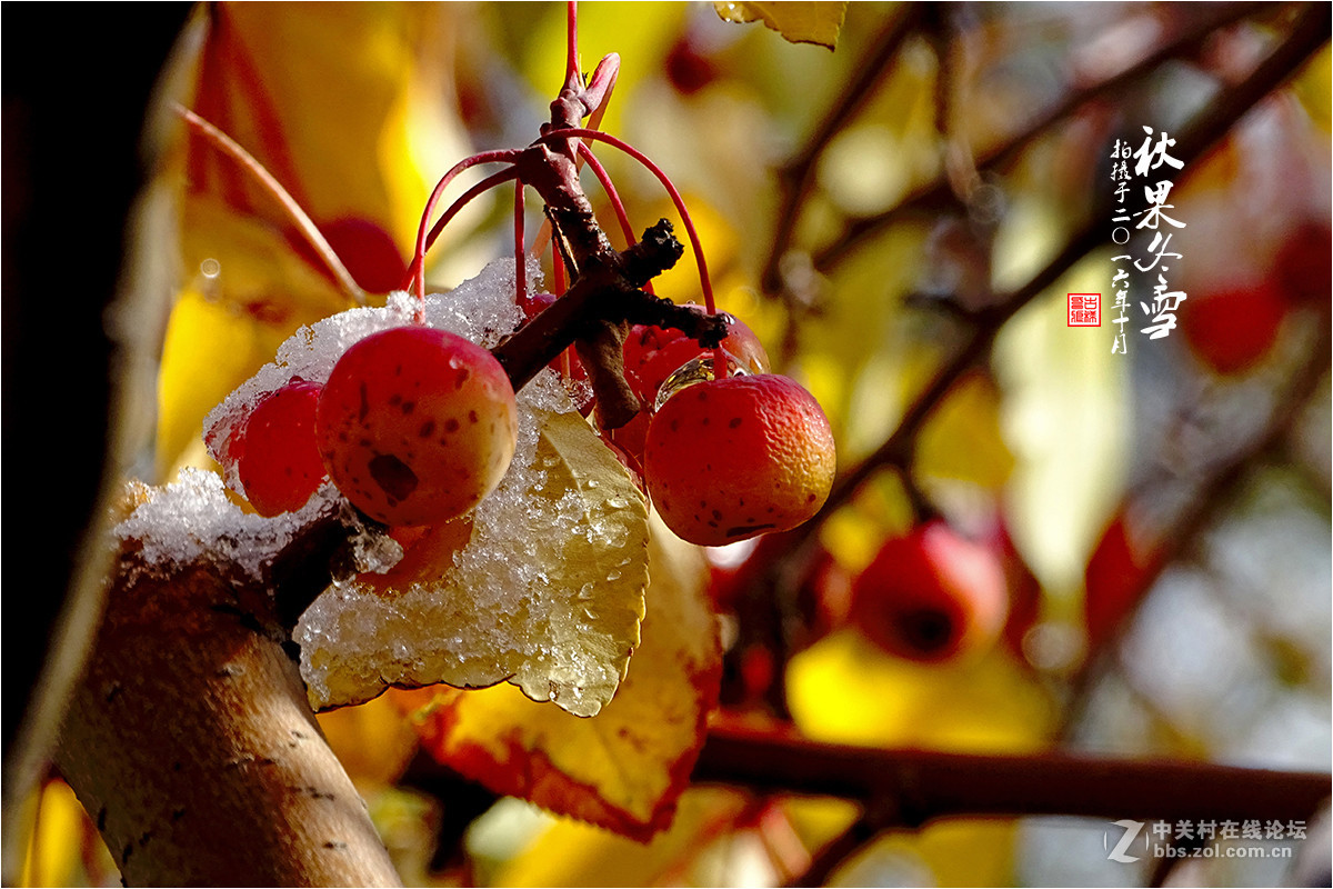 【  秋果冬雪  】