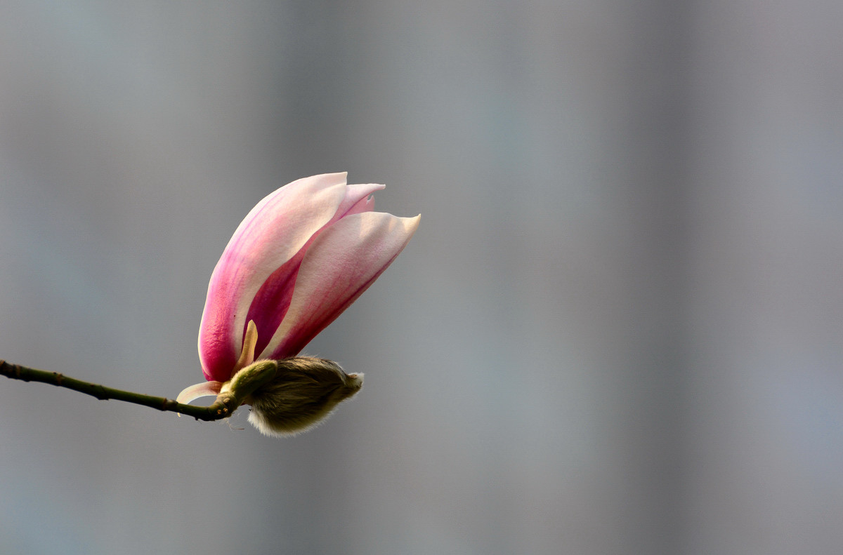 牡丹园玉兰花开了