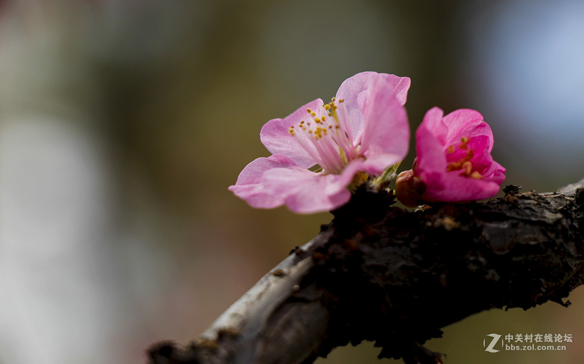 粉红色的花--看望水木清影版主好友