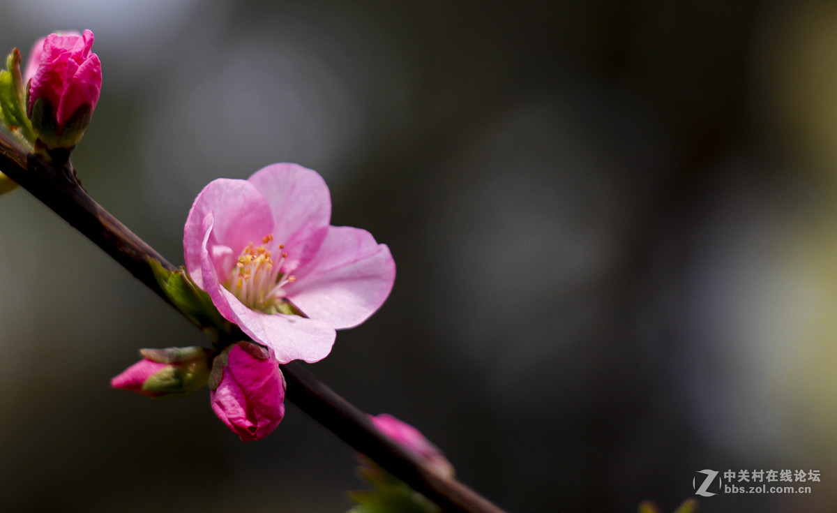 粉红色的花--看望水木清影版主好友