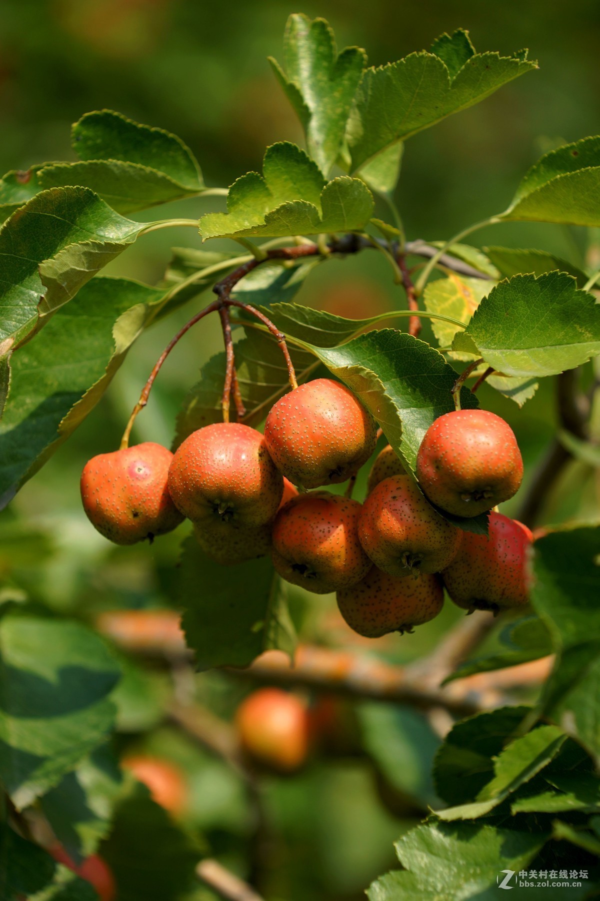 酸溜溜的山楂果