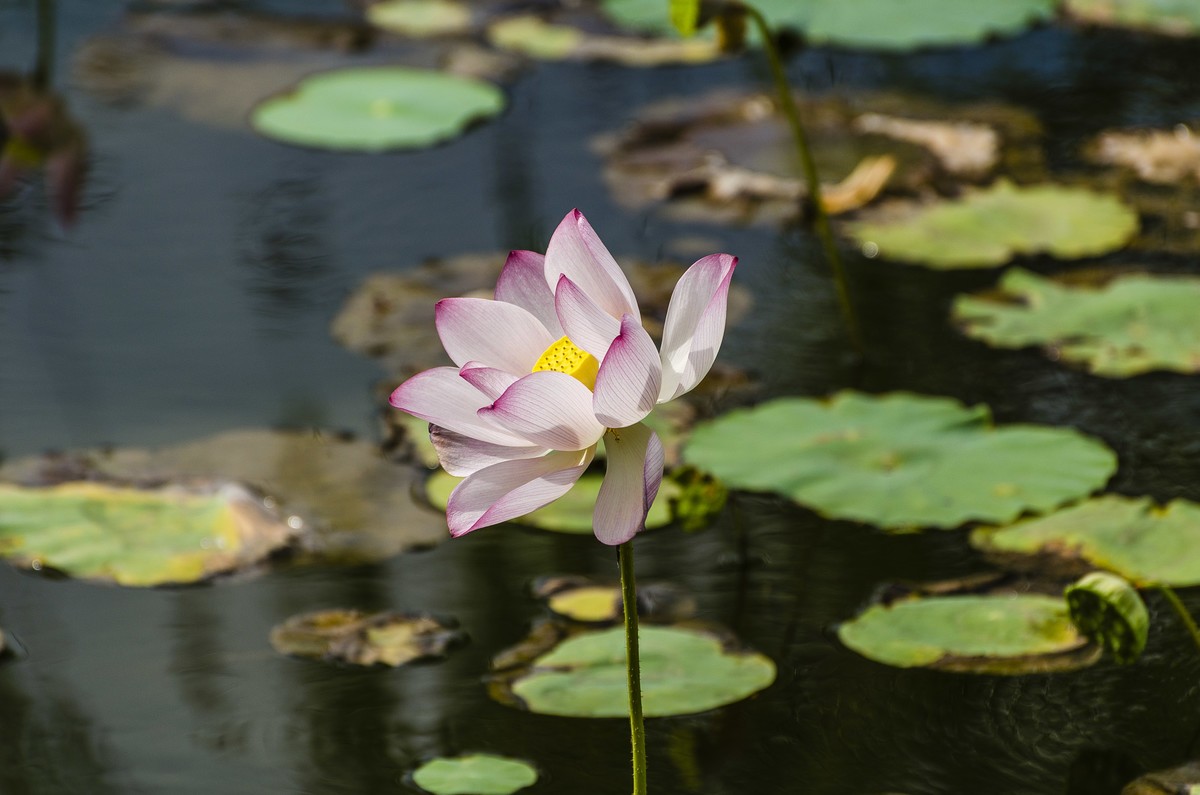 【盛开的秋荷】