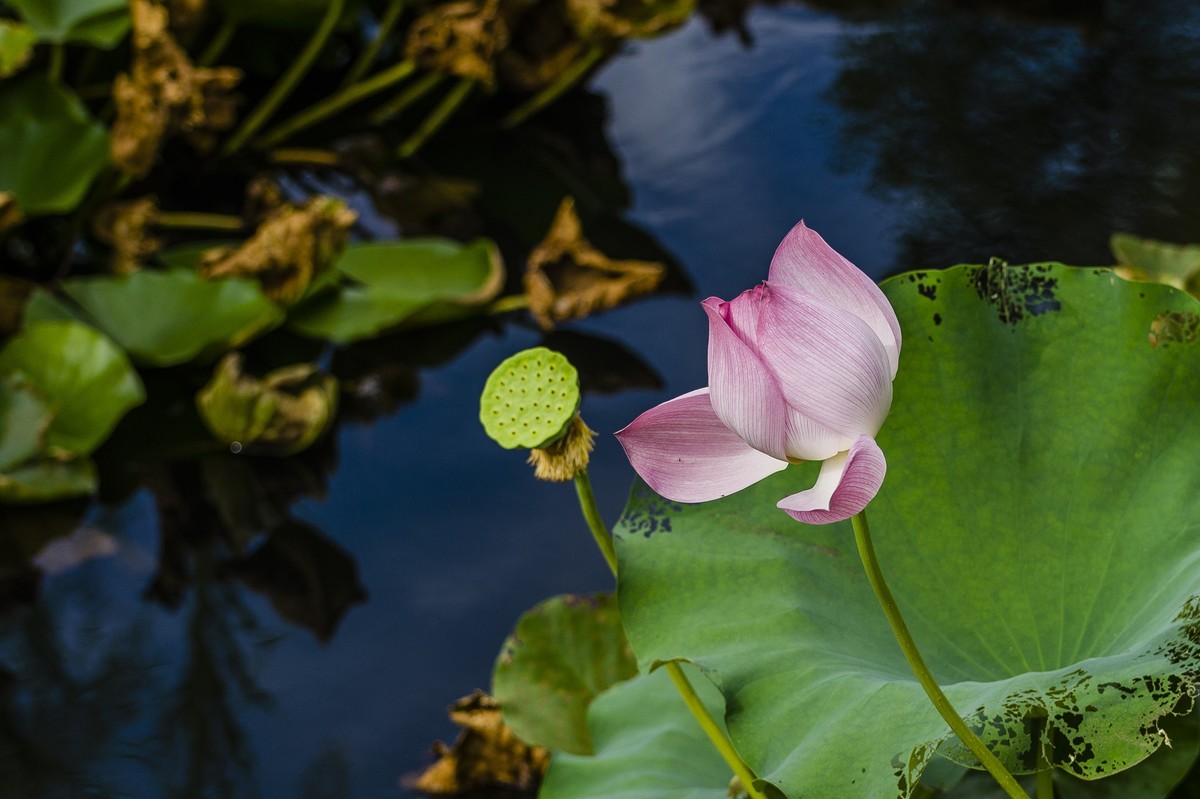 【盛开的秋荷】