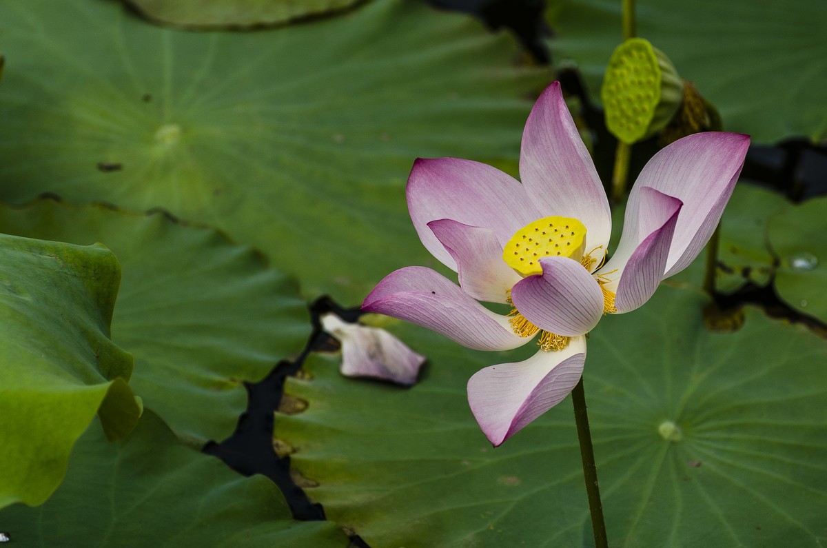 【盛开的秋荷】