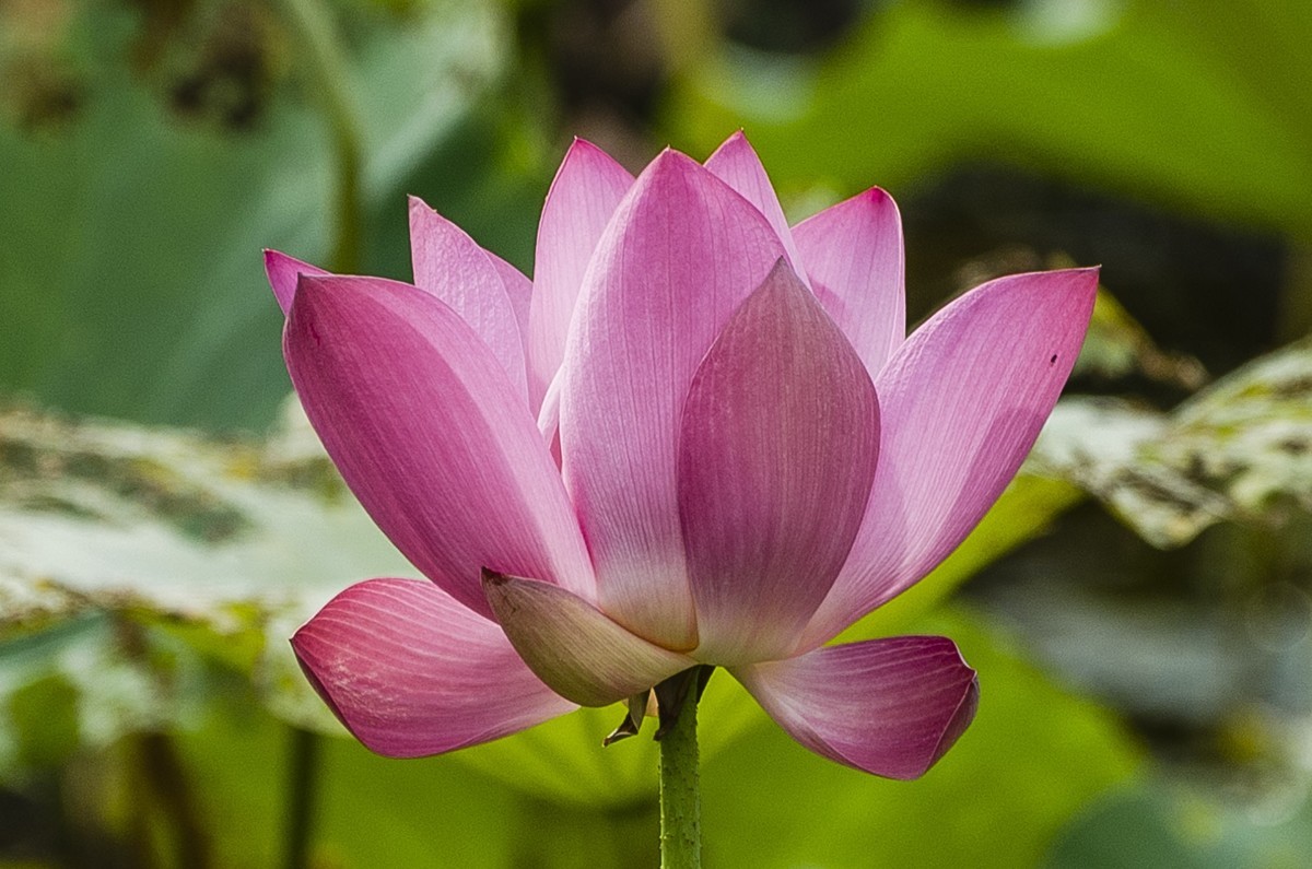 【盛开的秋荷】