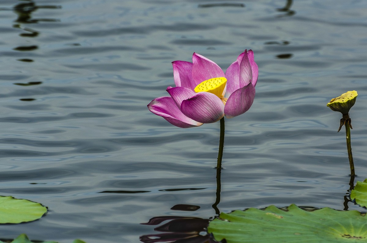 【盛开的秋荷】