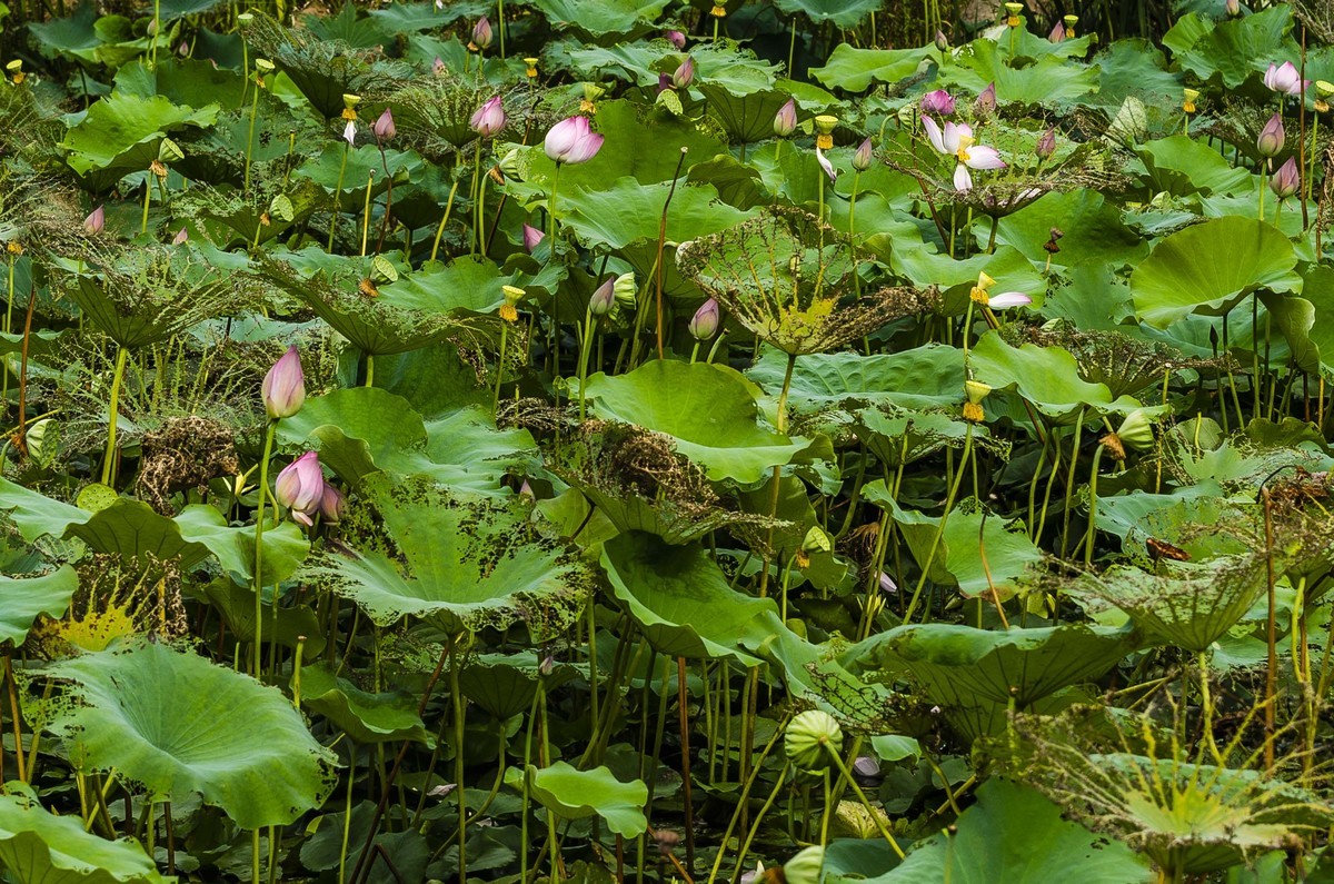 【盛开的秋荷】