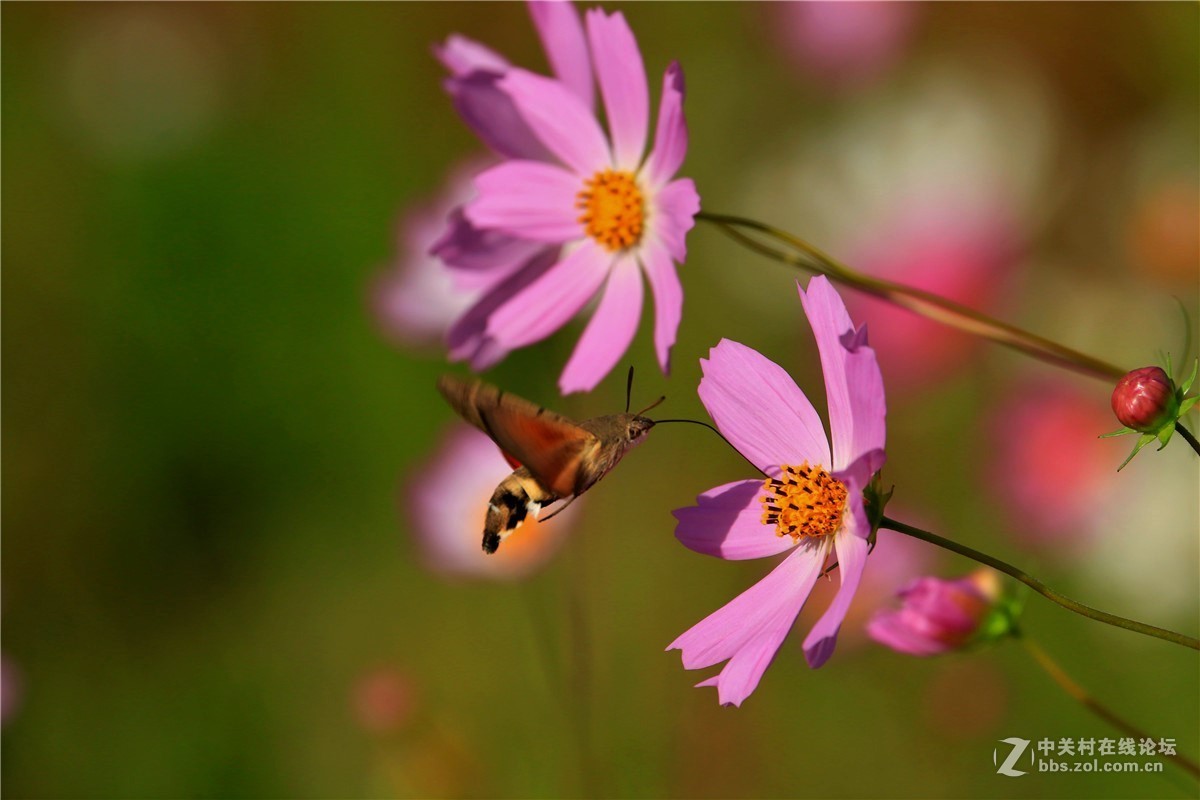 请假贴，最近由于工作繁忙，不能欣赏学习朋友们的精彩作品，请谅解。格桑花5.