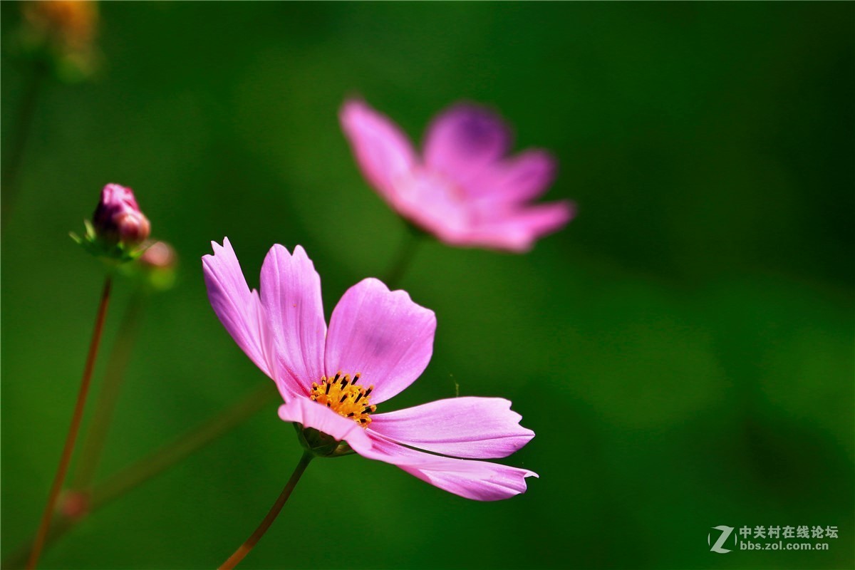 请假贴，最近由于工作繁忙，不能欣赏学习朋友们的精彩作品，请谅解。格桑花5.