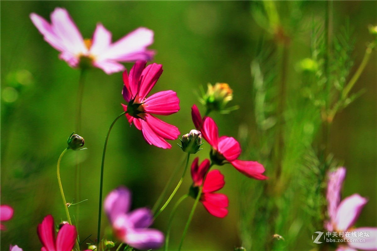 请假贴，最近由于工作繁忙，不能欣赏学习朋友们的精彩作品，请谅解。格桑花5.