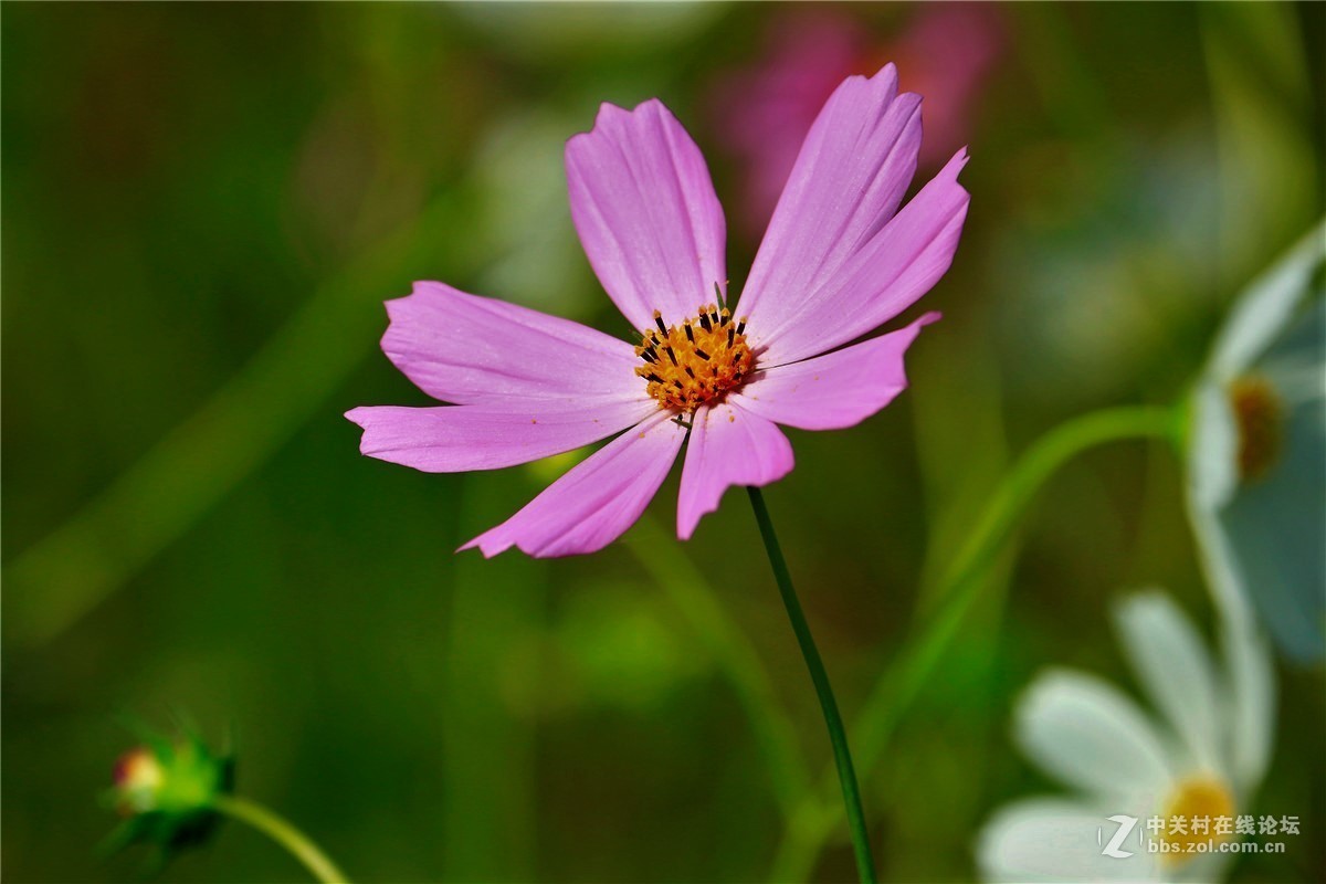 请假贴，最近由于工作繁忙，不能欣赏学习朋友们的精彩作品，请谅解。格桑花5.