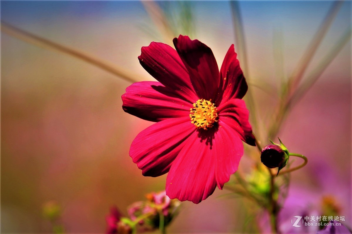 请假贴，最近由于工作繁忙，不能欣赏学习朋友们的精彩作品，请谅解。格桑花5.