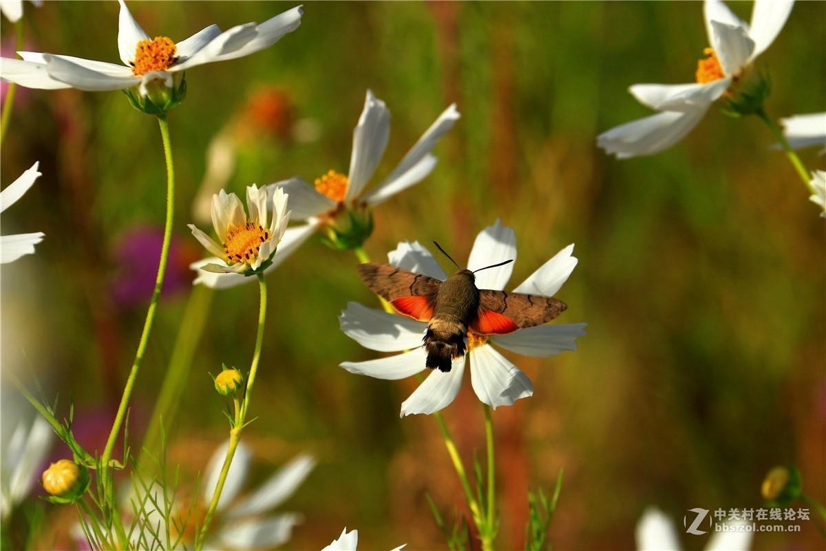 请假贴，最近由于工作繁忙，不能欣赏学习朋友们的精彩作品，请谅解。格桑花5.