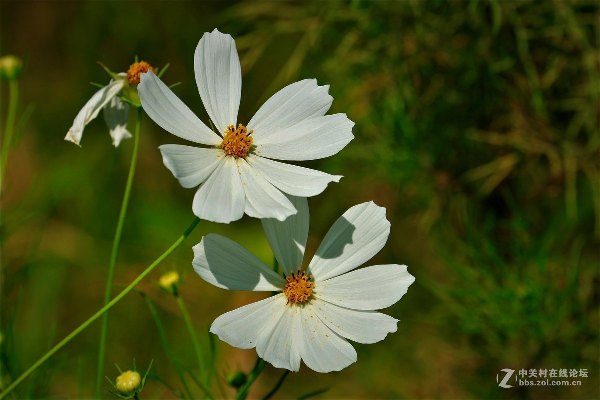 请假贴，最近由于工作繁忙，不能欣赏学习朋友们的精彩作品，请谅解。格桑花5.