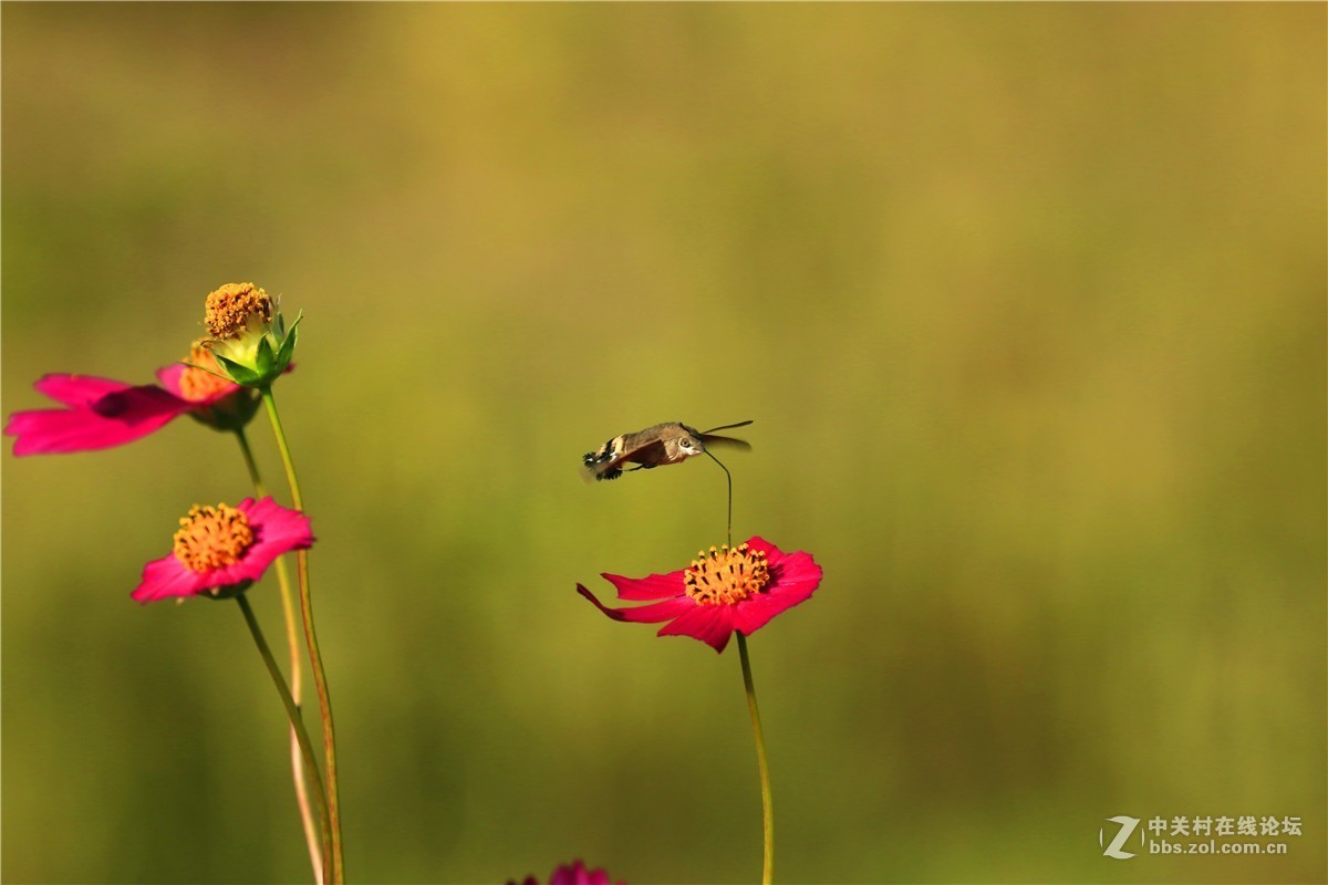 请假贴，最近由于工作繁忙，不能欣赏学习朋友们的精彩作品，请谅解。格桑花5.