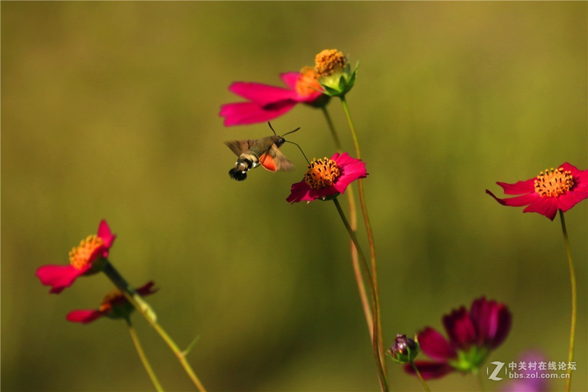 请假贴，最近由于工作繁忙，不能欣赏学习朋友们的精彩作品，请谅解。格桑花5.