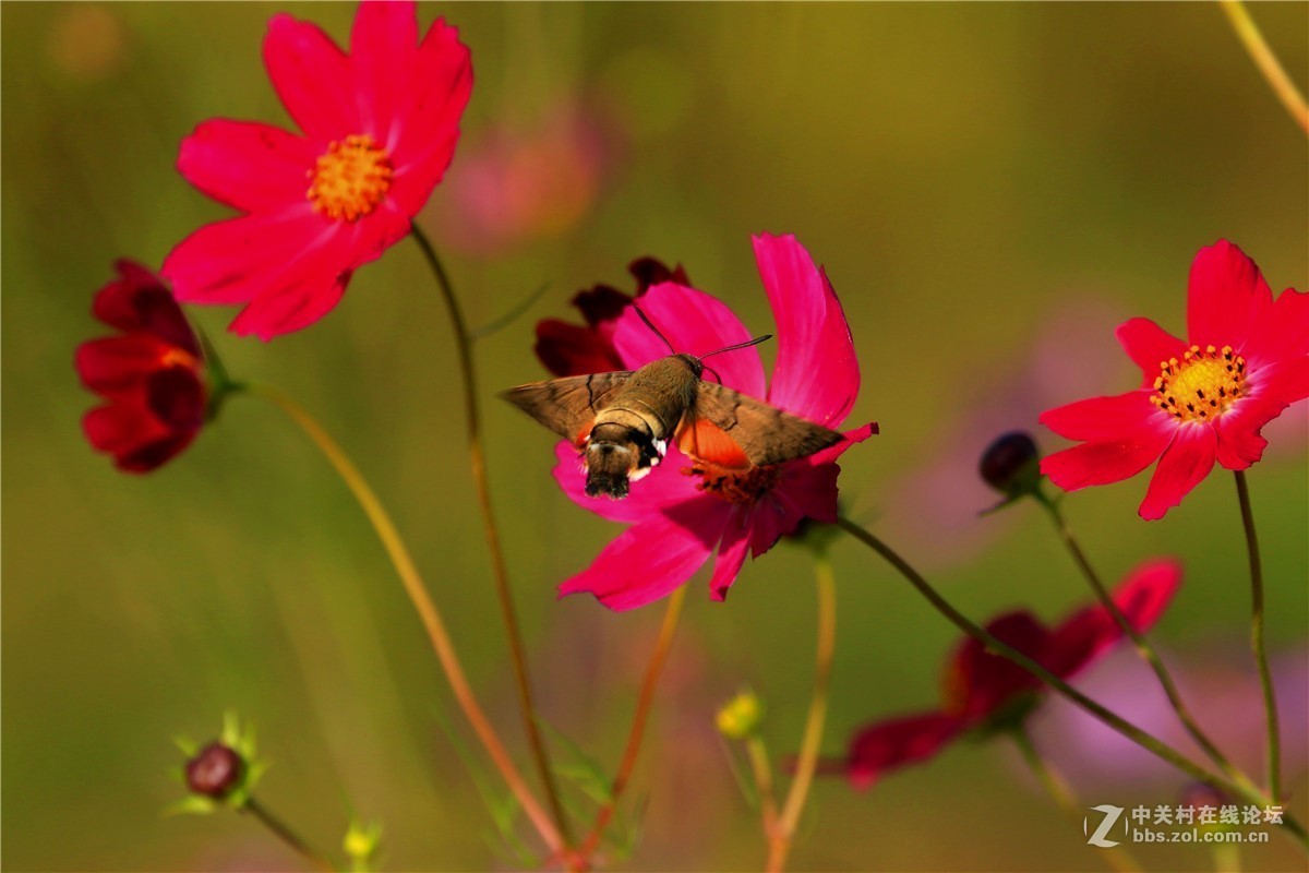 请假贴，最近由于工作繁忙，不能欣赏学习朋友们的精彩作品，请谅解。格桑花5.