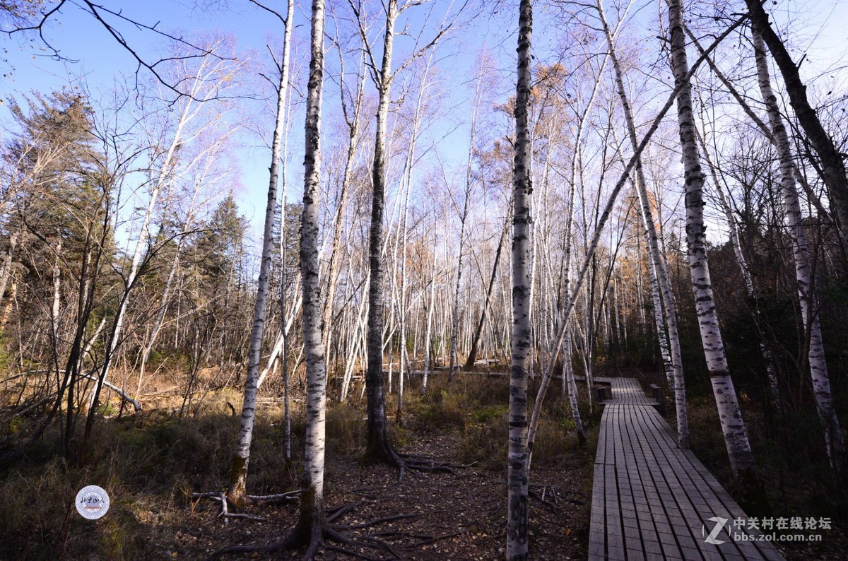 小兴安岭秋韵 【16P】 北京山人摄影