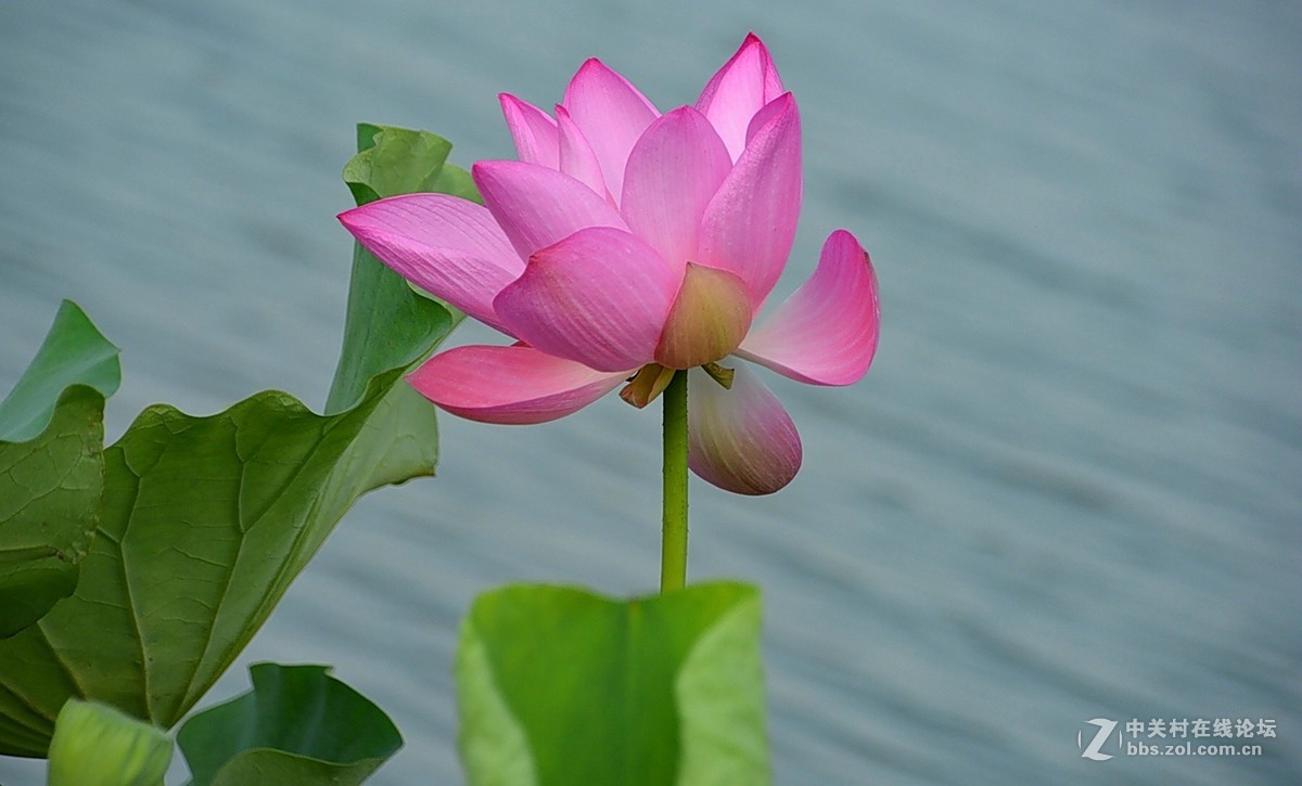 环游东湖   寻拍秋荷
