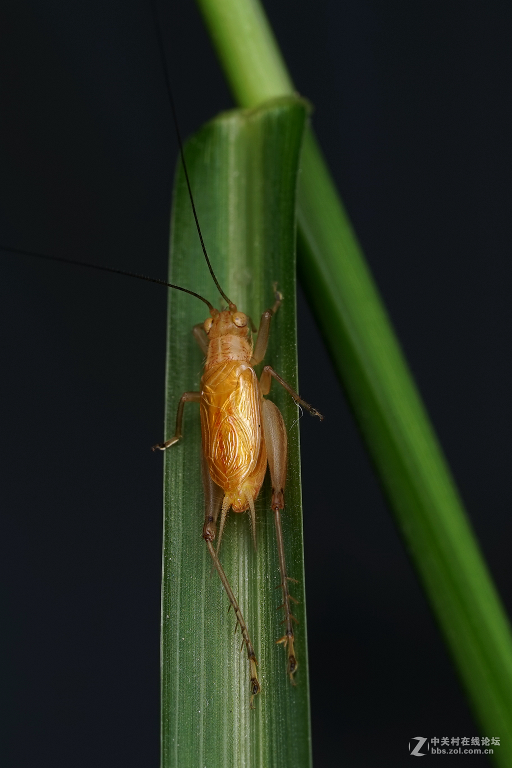 a7fe90微距大黄蛉蟋