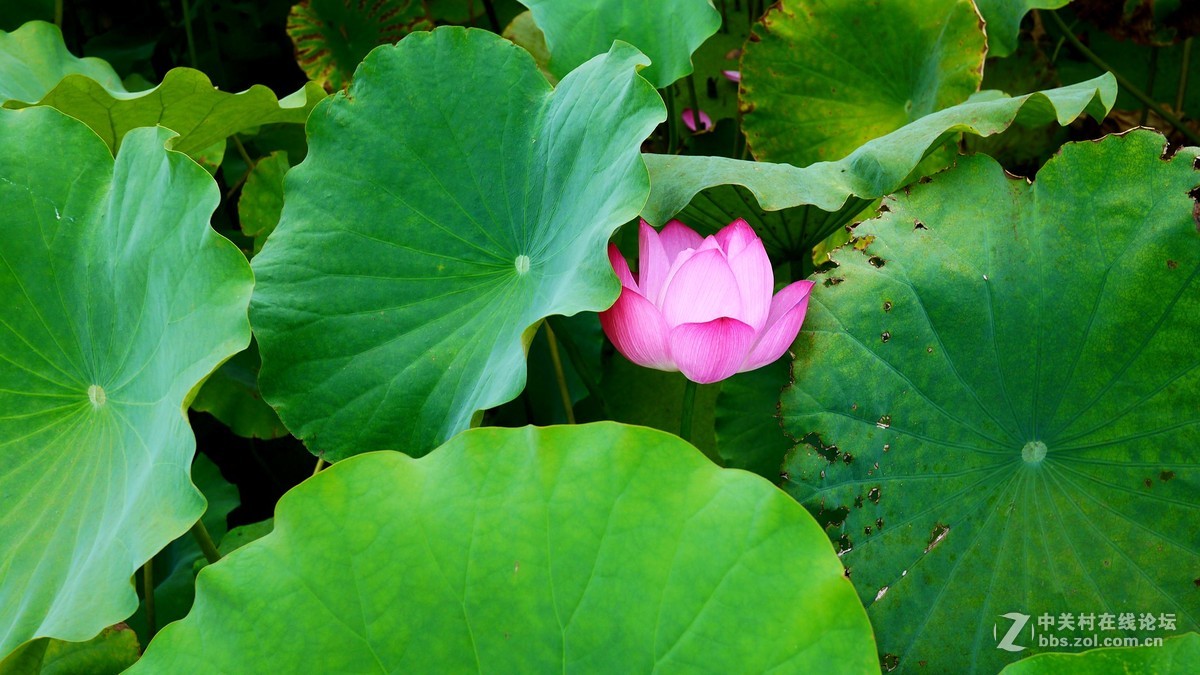 又是南江消暑时