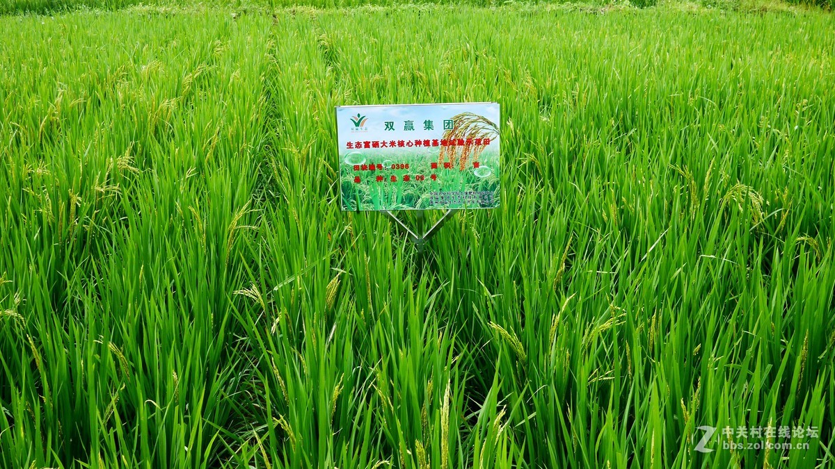 又是南江消暑时