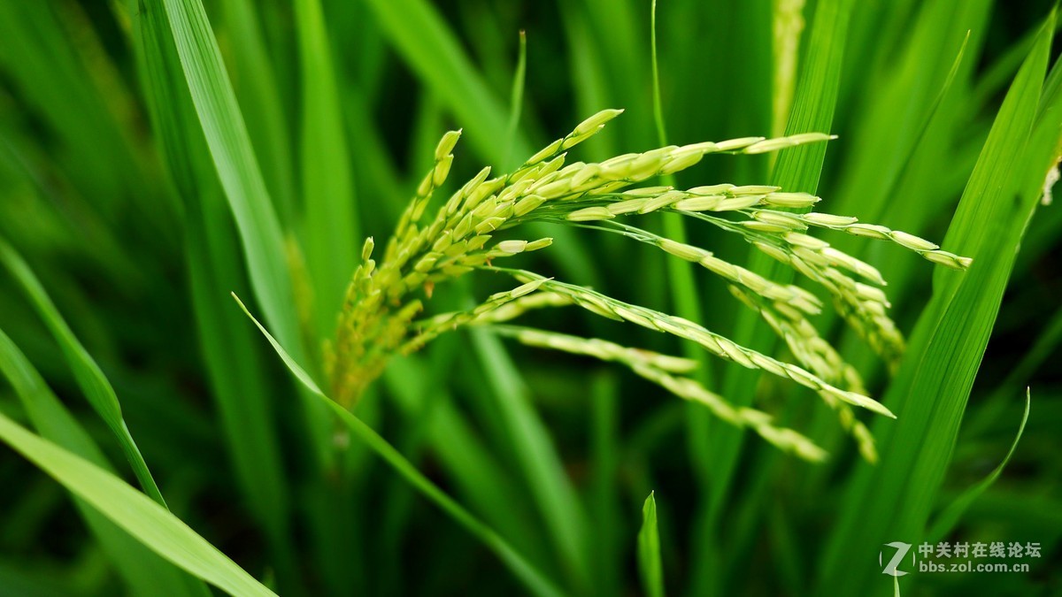 又是南江消暑时