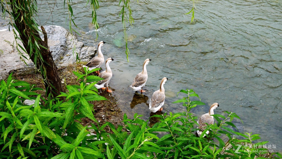 又是南江消暑时