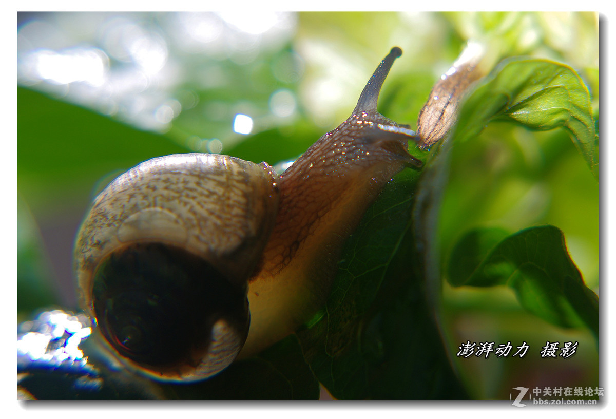 透明的蜗牛宝宝二