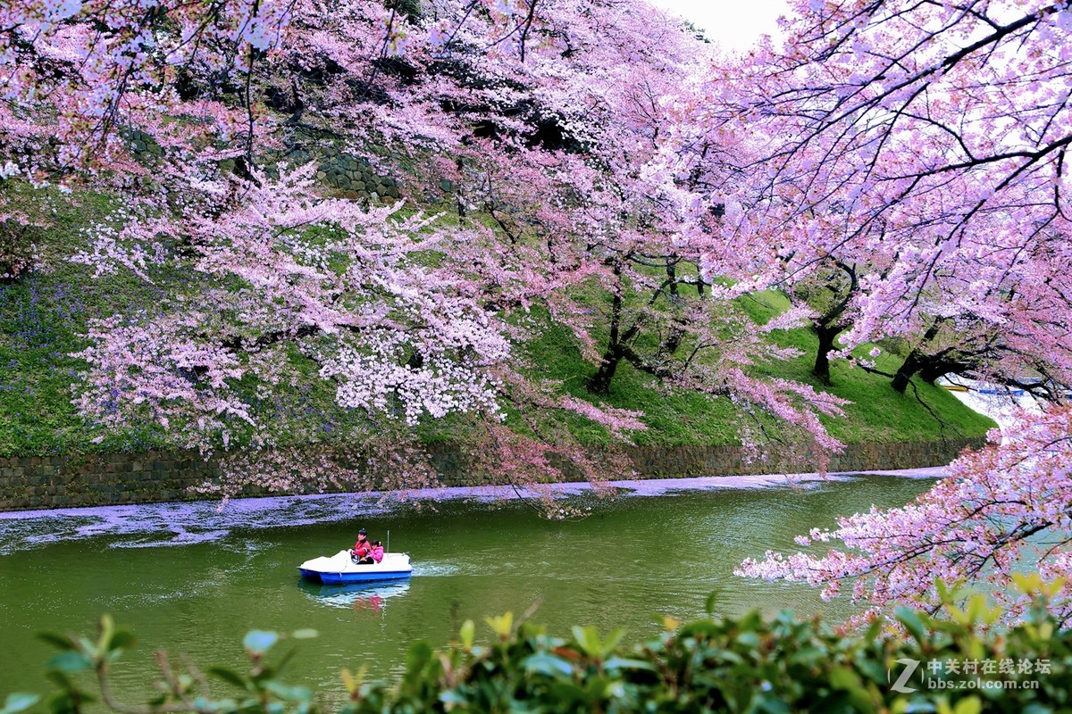 日本櫻花