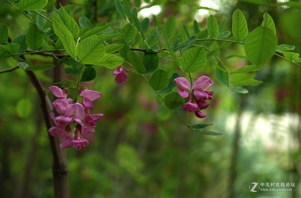红槐花     3