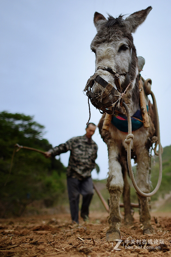驴背上的村庄——王金庄纪实