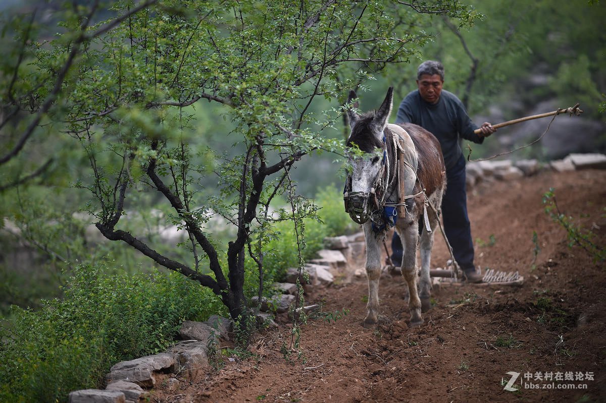 驴背上的村庄——王金庄纪实