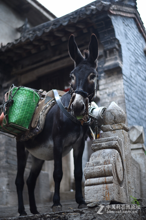 驴背上的村庄——王金庄纪实