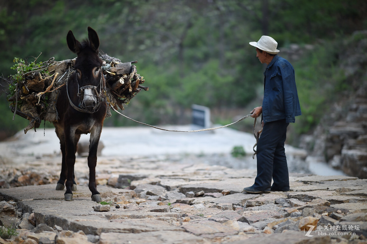 驴背上的村庄——王金庄纪实