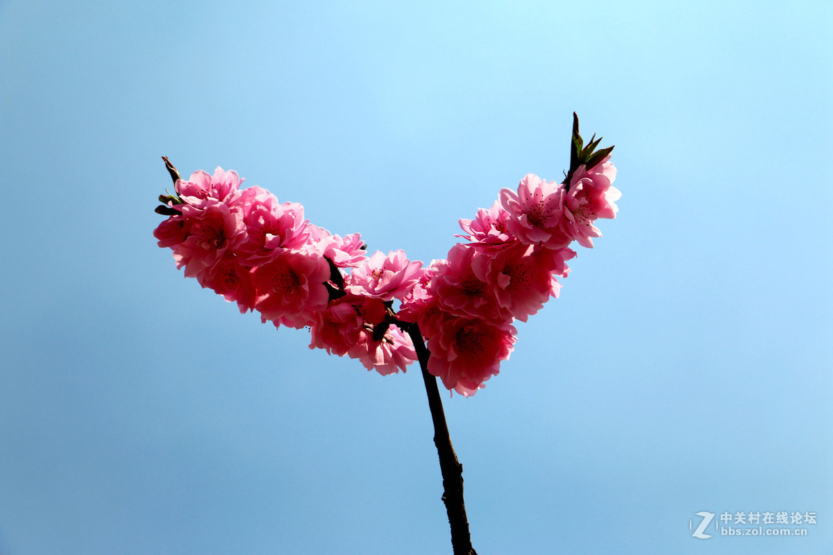 桃花一组