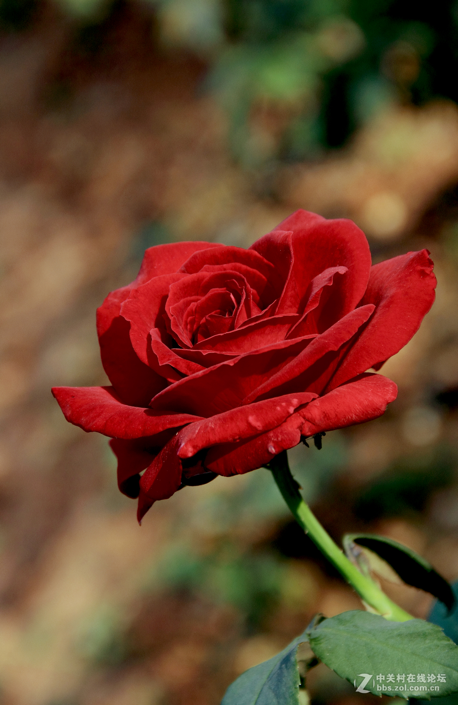 五一随手拍活动红色月季花